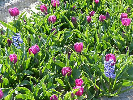 Les tulipes s'éclatent au soleil