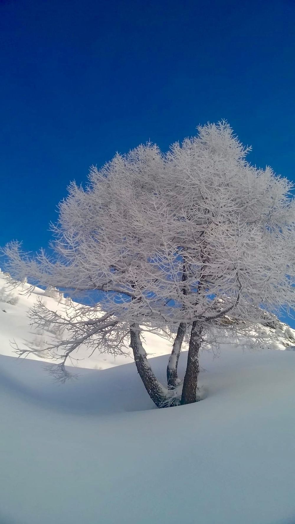 Mélèze en habit d'hiver à Sierre