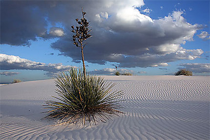 Les dunes de white sands