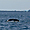 Queue de baleine dans la baie Disko au Groenland