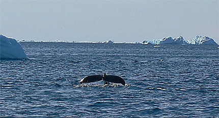 Queue de baleine dans la baie Disko au Groenland
