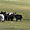 Troupeau de yacks dans la montagne kirghize