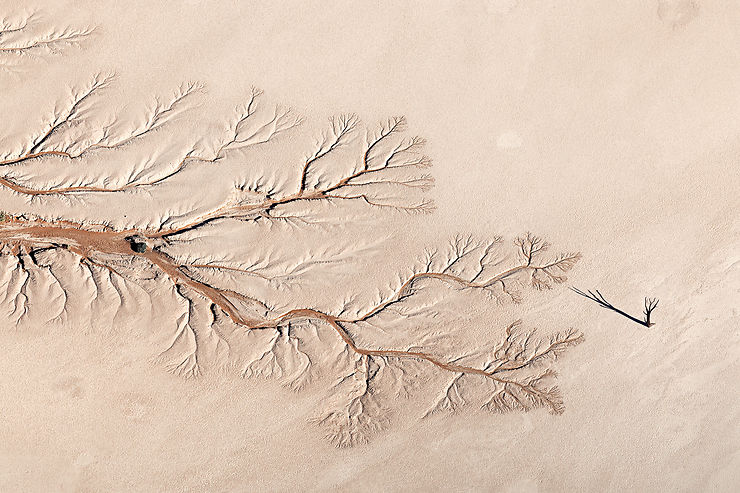 Arbre solitaire devant le lit de la rivière Sesriem, Namibie