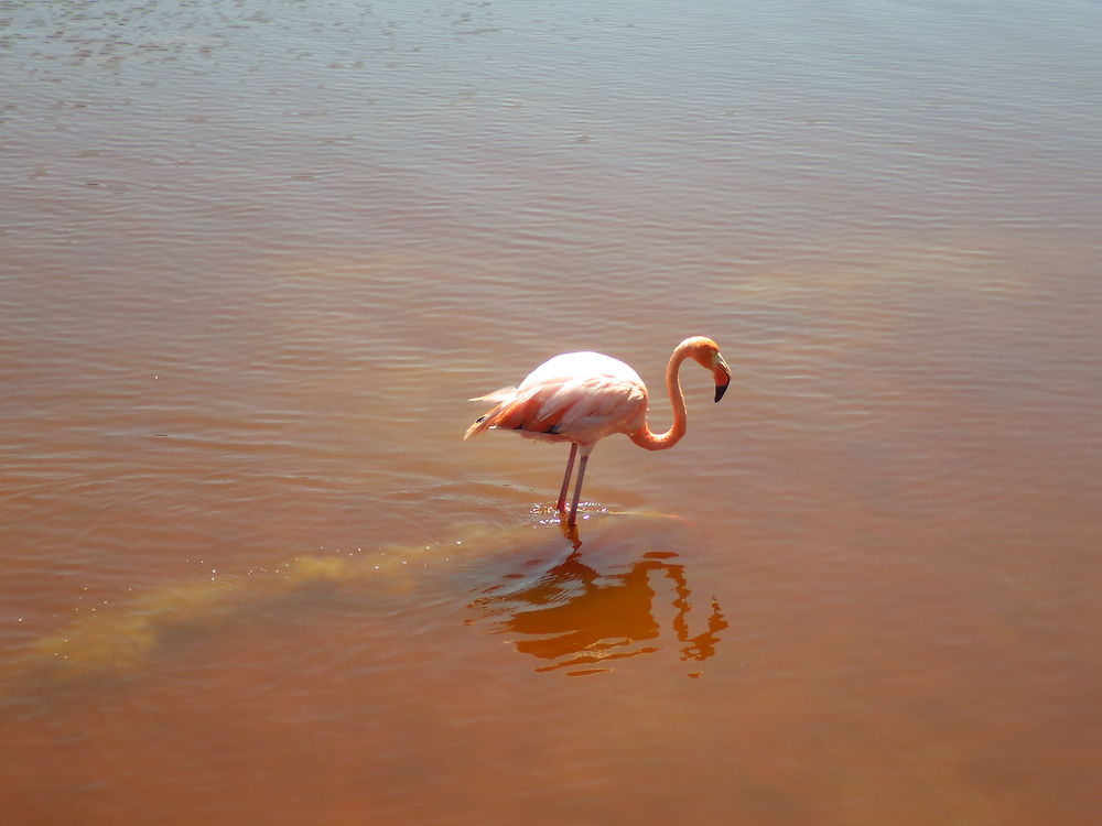 Centre de Crianza Arnaldo Tupiza- Flamant rose