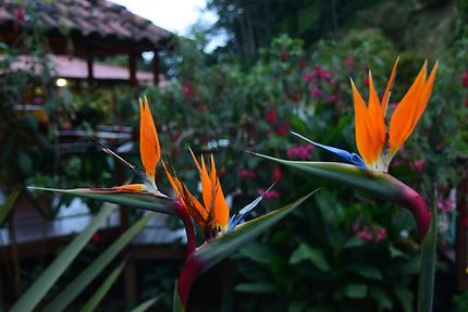 Fleurs de paradis à San Gerardo de Dota