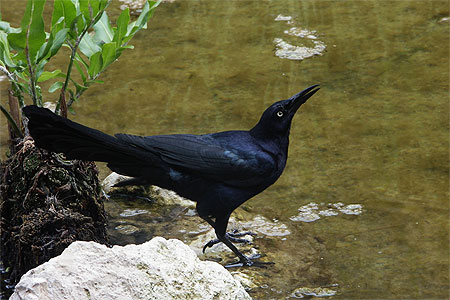 Oiseau Oiseau