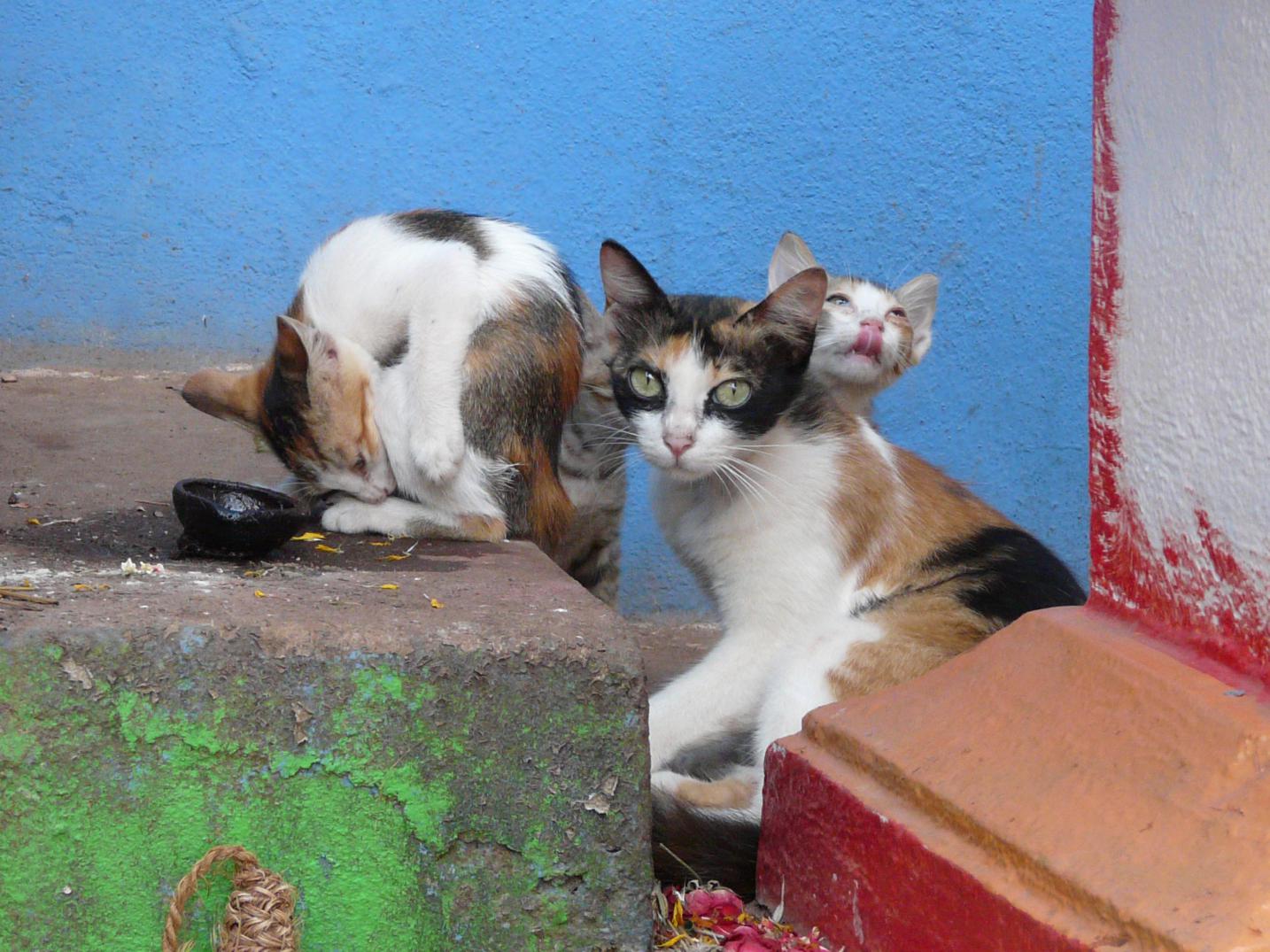 Chats goanais Chats goanais