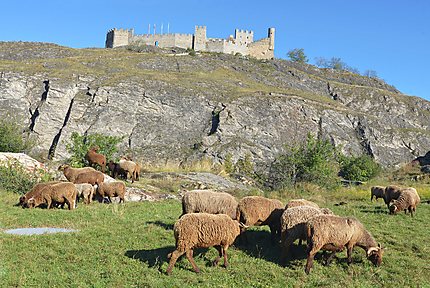 Moutons sur la colline de Valère