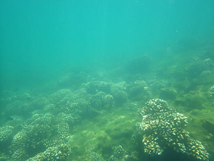 La concha fonds sous marin