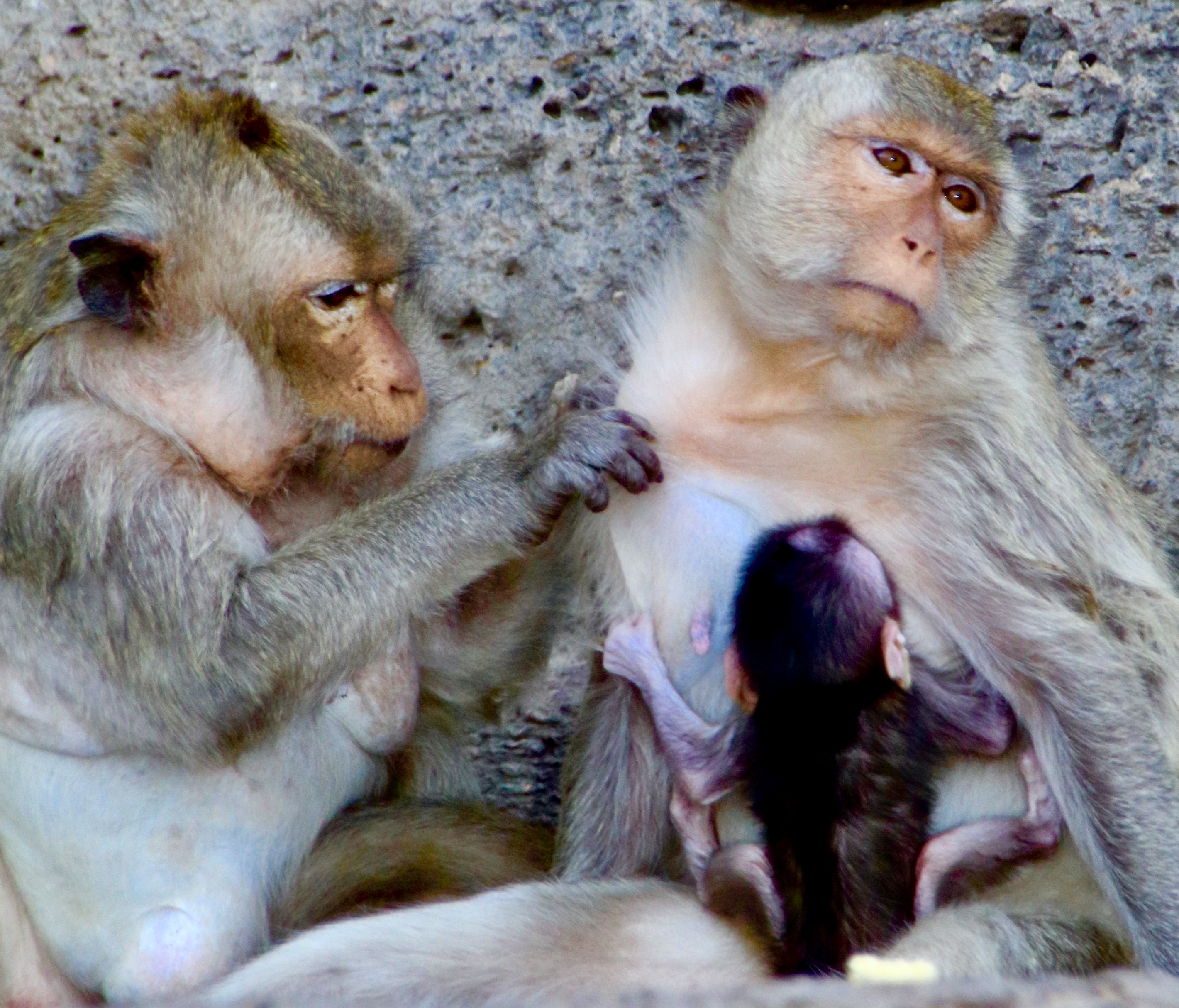 Papa Maman Et Bebe Singes Animaux Animaux Lopburi Plaine Centrale Thailande Routard Com