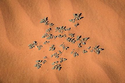 Téhé Tahoussaït - Petite plante du désert