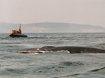 Tout proche des baleines dans le golfe du St Laurent