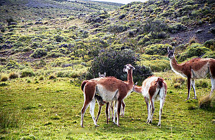 Guanacos cousins du lama
