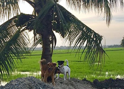 Petits chiens dans les rizières