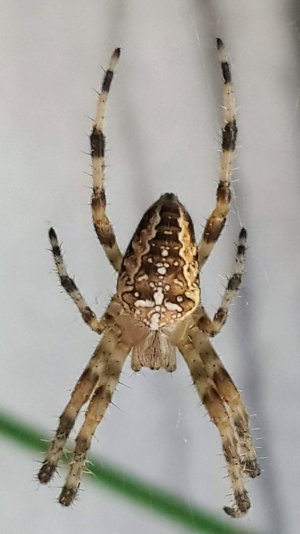 Magnifique araignée à Cazaux d'Angles