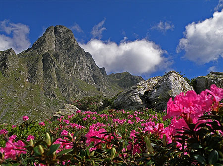 Rhododendron