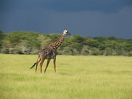 girafe masaï