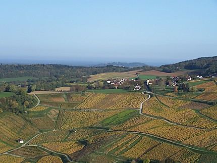 Vignoble depuis Château Chalon