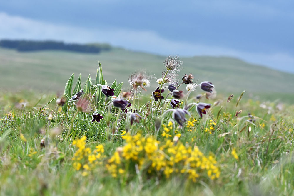 Fleurs d'Aubrac