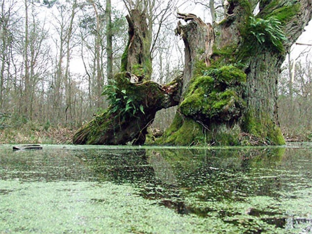 Arbres et reflets