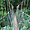 Taman Negara Canopy Walkway