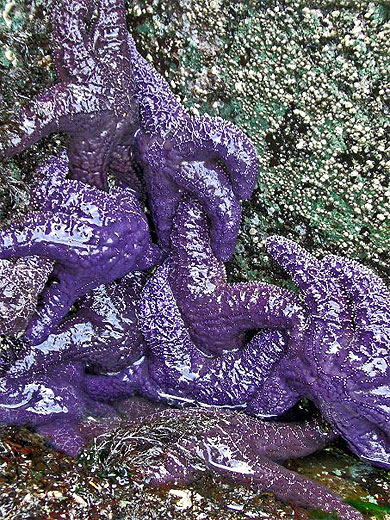 Starfish Starfish