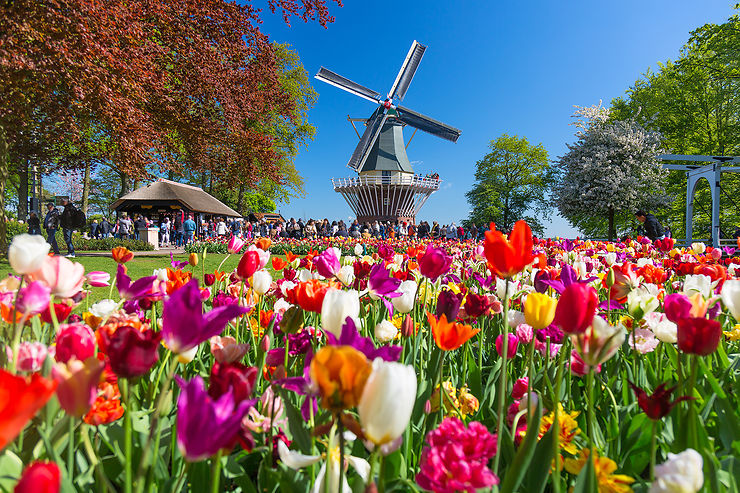 Le Keukenhof aux Pays-Bas : une mer de tulipes