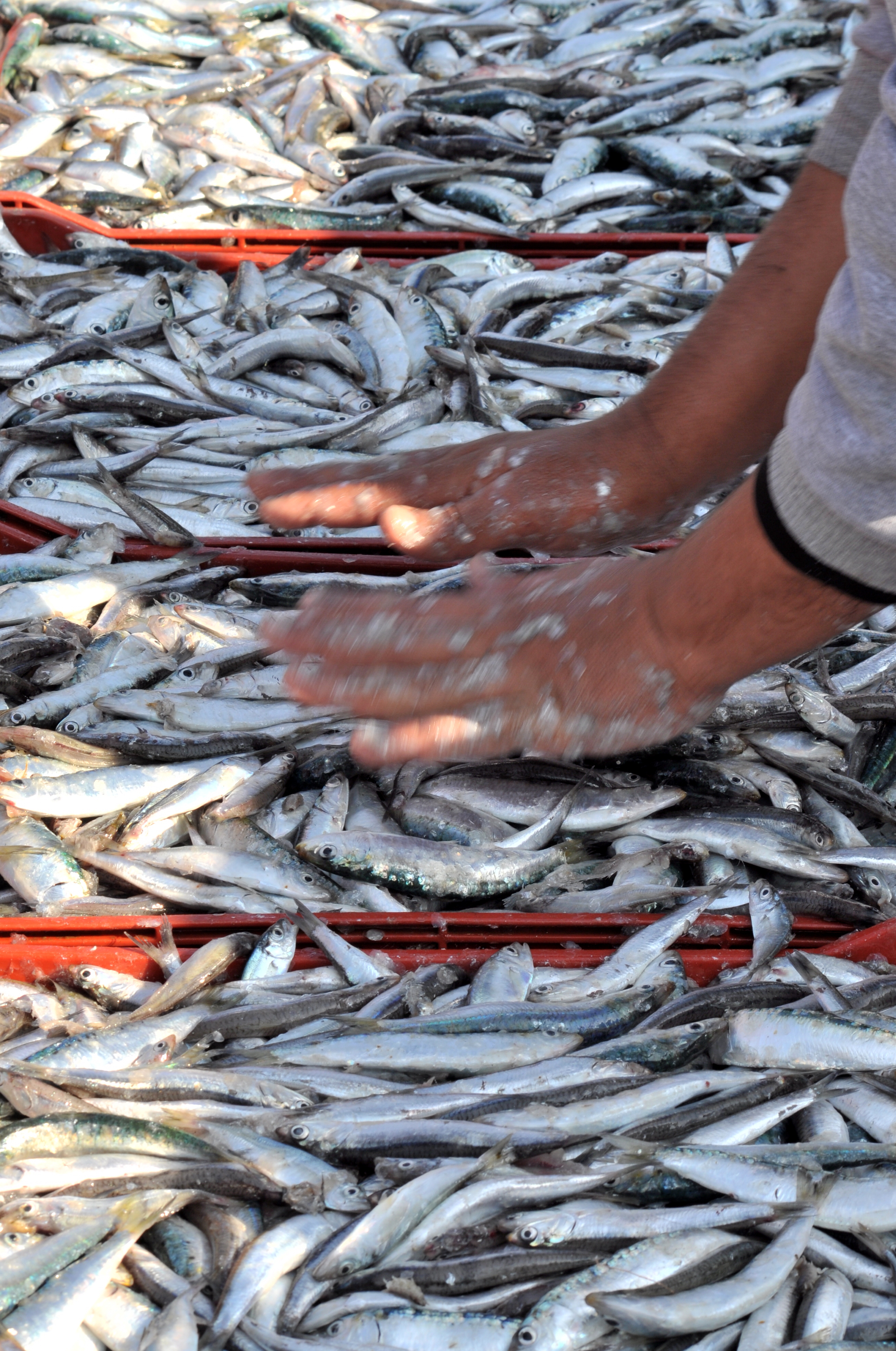 Les sardines Les sardines