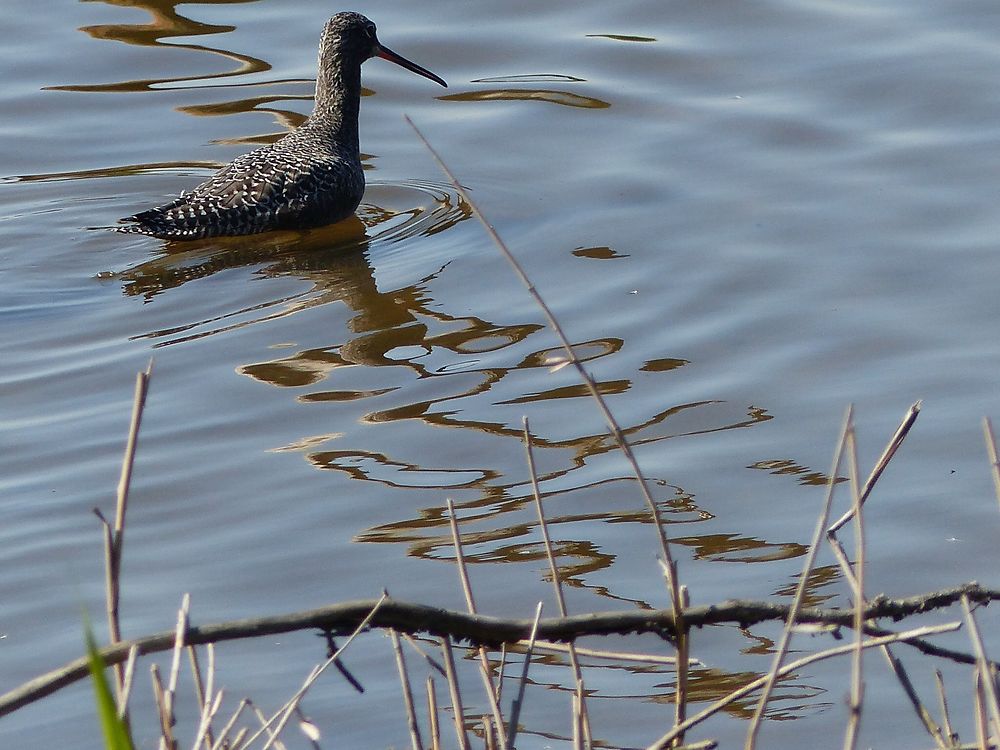 Oiseau des marais 