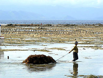 Cultures des algues à Lembogan