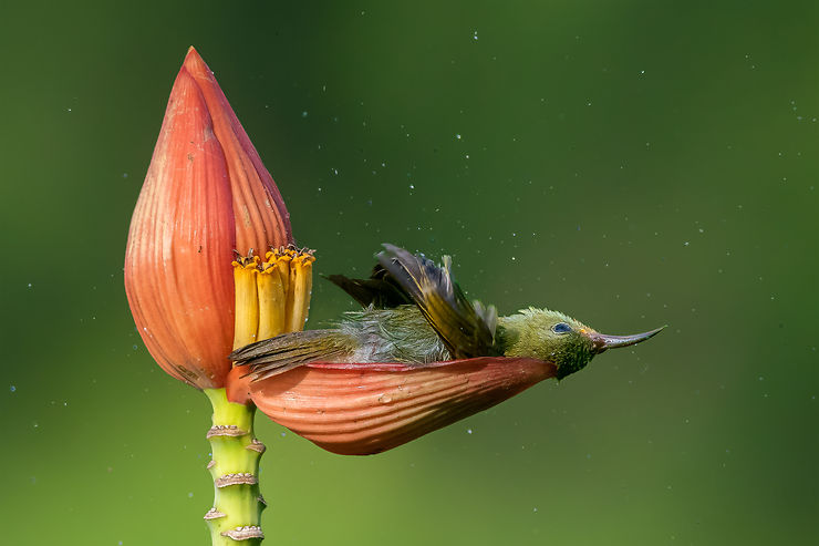 Souimanga prenant son bain dans une fleur de bananier, Inde