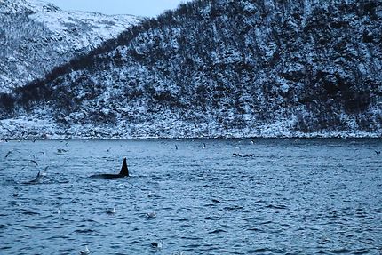 Orque dans la baie de Tromso
