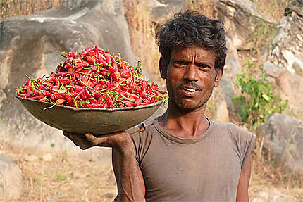Récolte de piments dans les Aravallis
