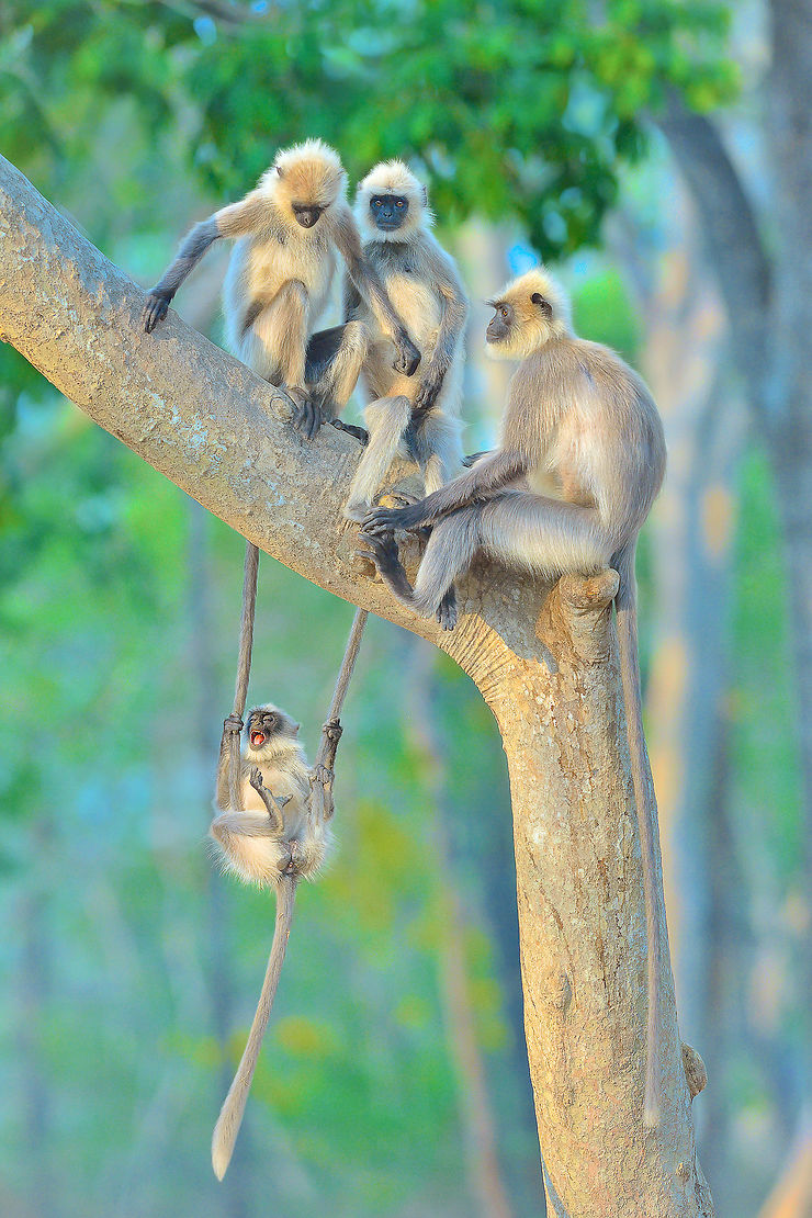 Balançoire originale pour jeune langur