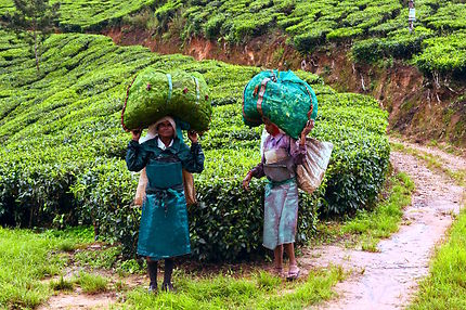Récolte du thé à Munnar