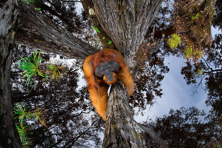 Orang-outan à Bornéo