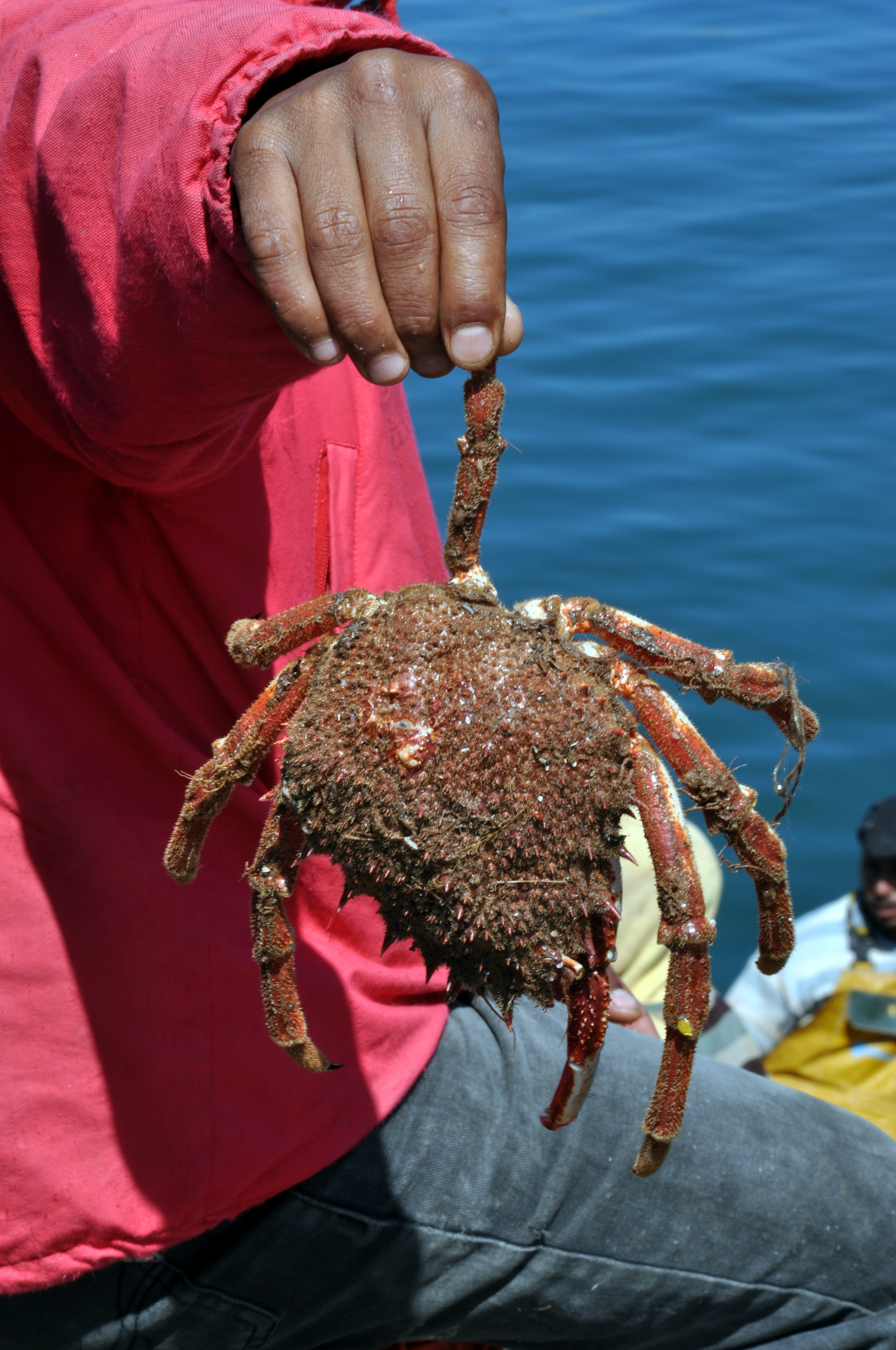 Le crabe Le crabe