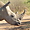 Rhinoceros au Pilanesberg