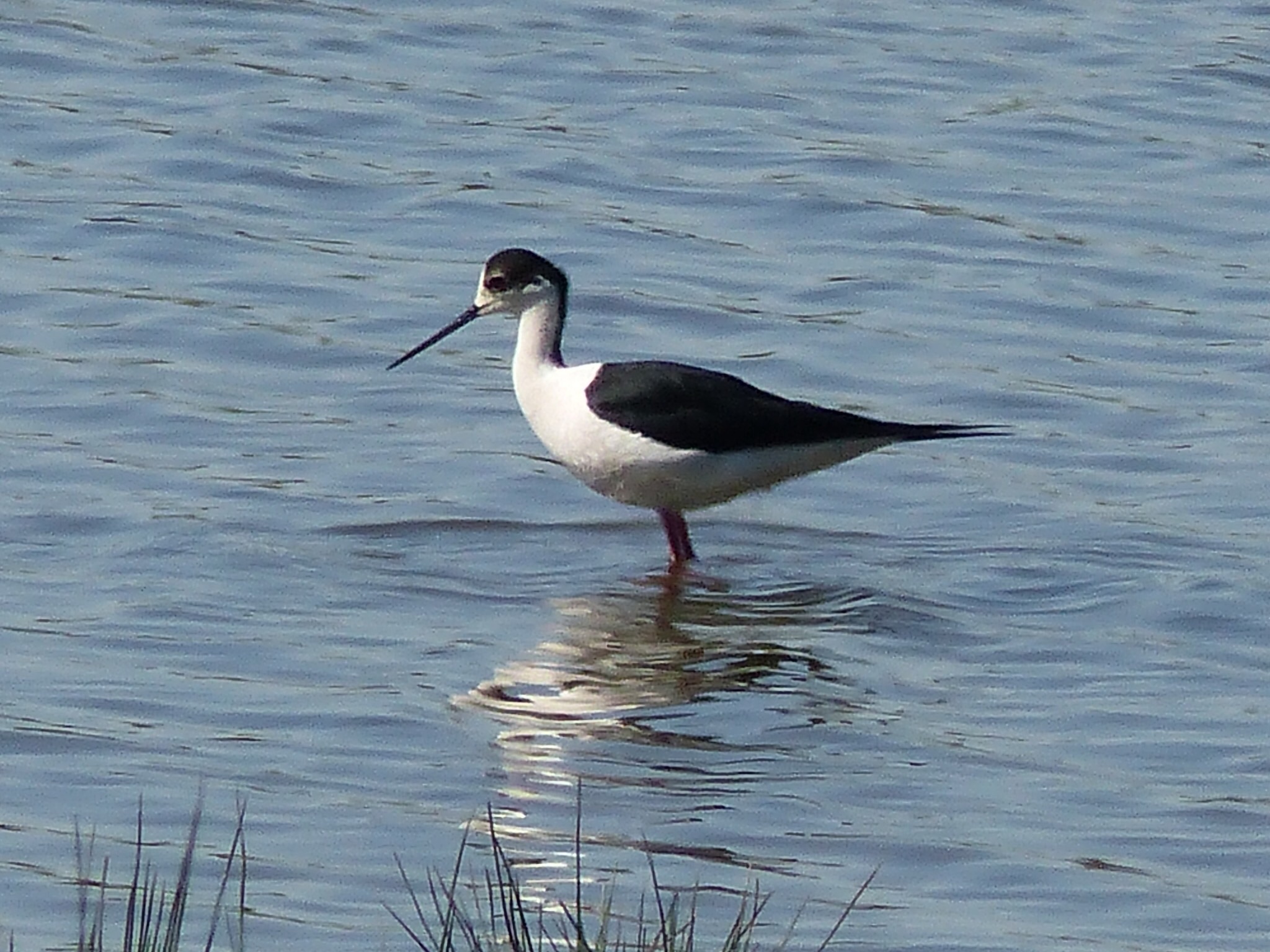 Bel oiseau Bel oiseau
