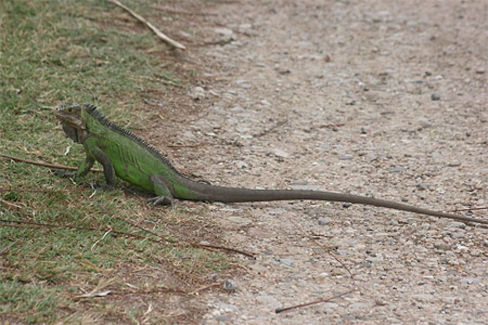 Iguane sur l' île de la Désirade