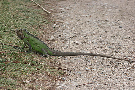 La Desirade - Native Iguanas - Picture of La Désirade, Guadeloupe