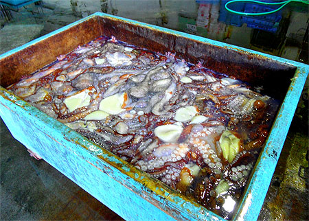 Pêche du jour Pêche du jour
