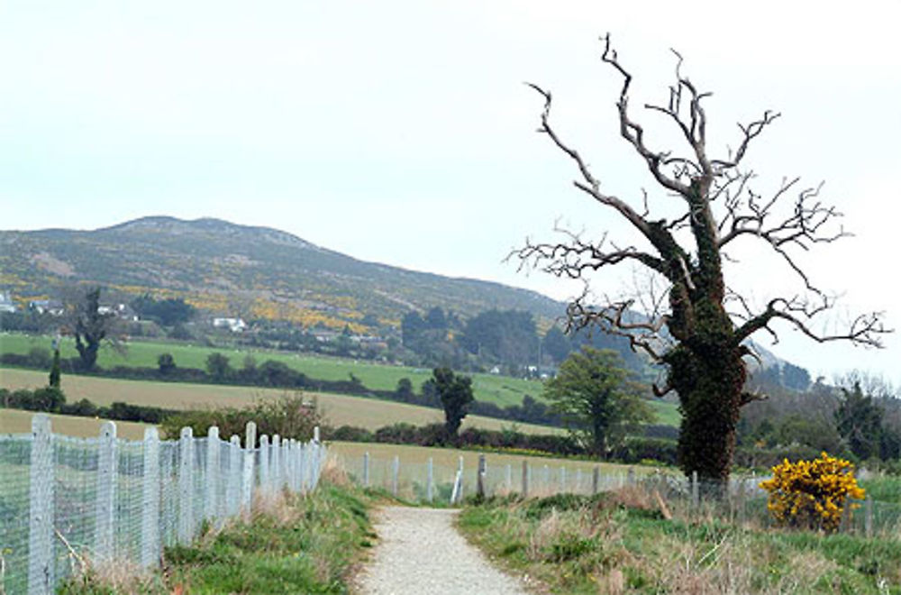 L'arbre nu de Greystones