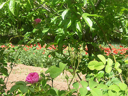 Roses dans la palmeraie Roses dans la palmeraie