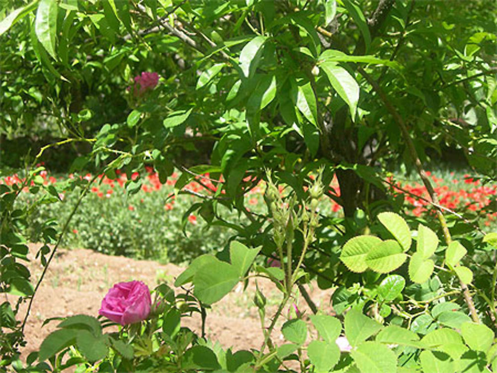 Roses dans la palmeraie