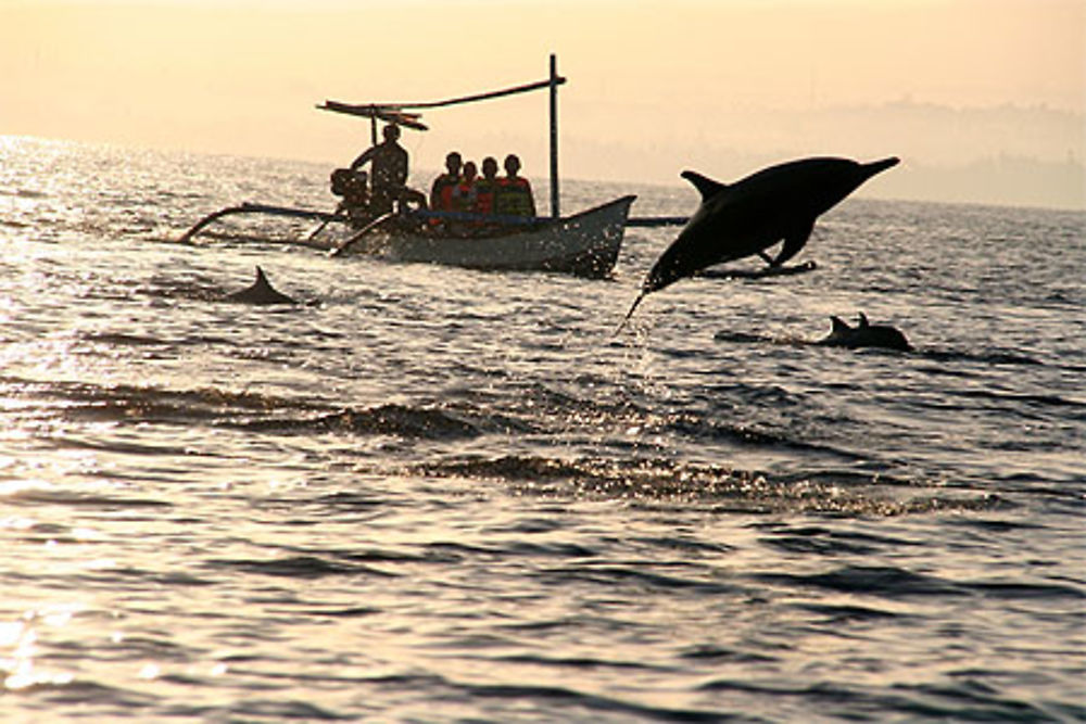 Dauphins à Lovina