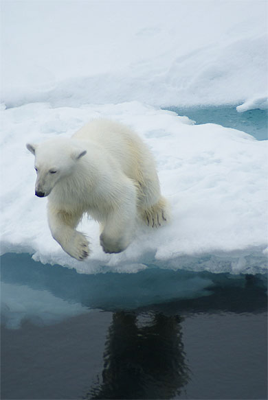 Saut de l'ours blanc Saut de l'ours blanc