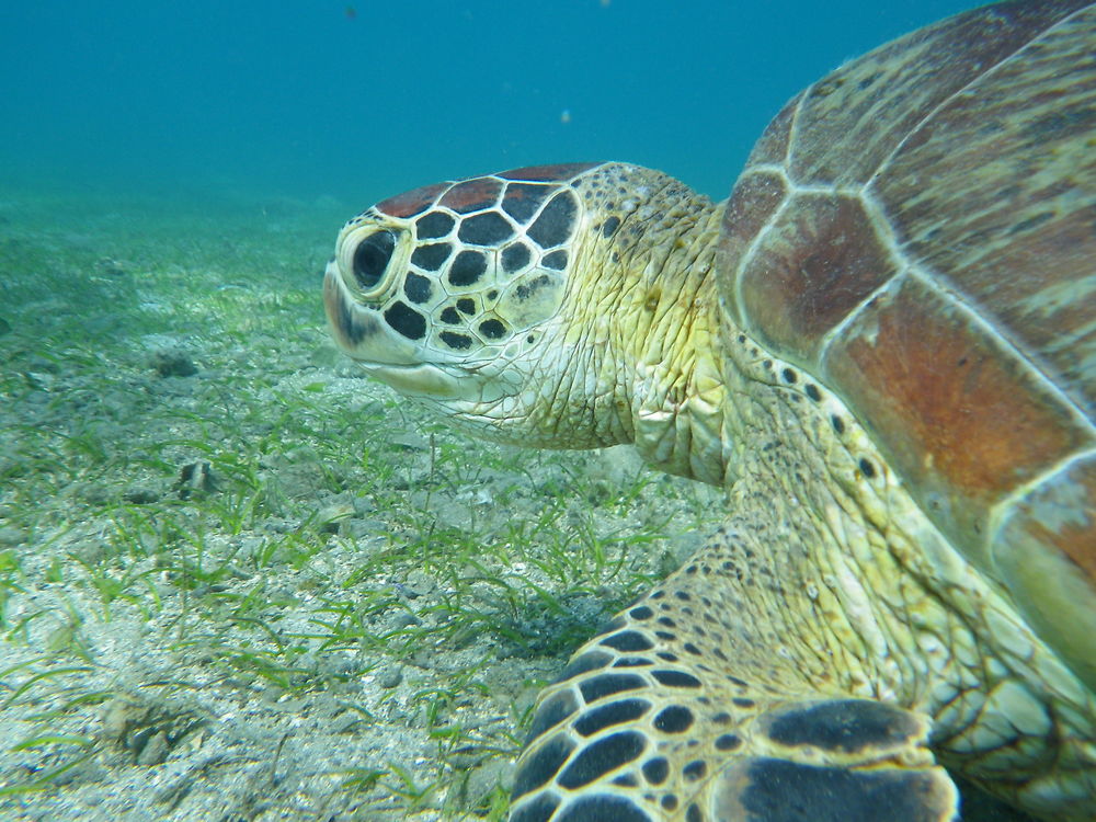 Tortue de N'gouja