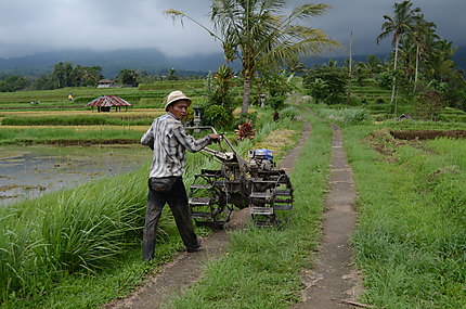 Ouvrier des rizières