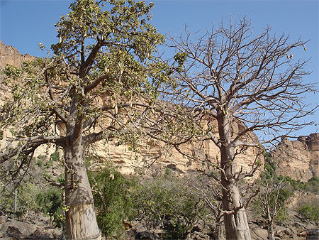 Baobabs à Yaba-Talu